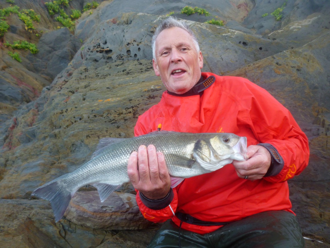 Large shore caught bass from south Devon