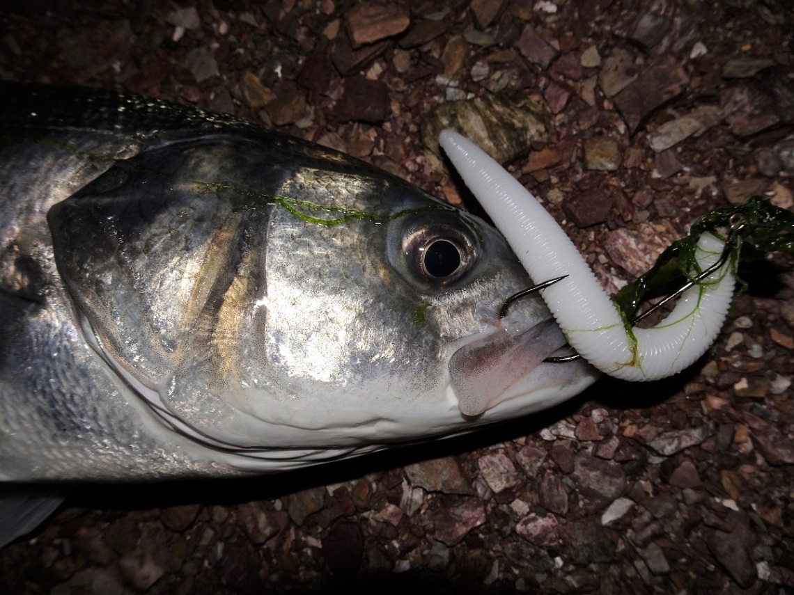 Big bass caught at night white senko